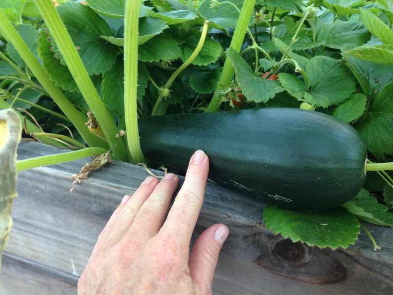 Summer Harvest 2014 cucumber & zucchini (3)